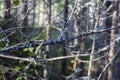 Weaving of fir branches covered with gray mos Royalty Free Stock Photo