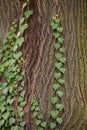 Weaving ivy on the bark of an old tree. natural texture, background, close-up. Royalty Free Stock Photo