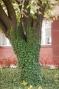 Weaving ivy on the bark of an old tree. natural texture, background, close-up. Royalty Free Stock Photo