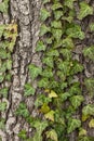 Weaving ivy on the bark of an old tree. natural texture, background, close-up. Royalty Free Stock Photo