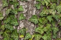 Weaving ivy on the bark of an old tree. natural texture, background, close-up. Royalty Free Stock Photo