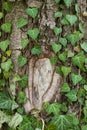 Weaving ivy on the bark of an old tree. natural texture, background, close-up. Royalty Free Stock Photo