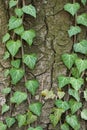 Weaving ivy on the bark of an old tree. natural texture, background, close-up. Royalty Free Stock Photo