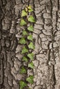 Weaving ivy on the bark of an old tree. natural texture, background, close-up. Royalty Free Stock Photo