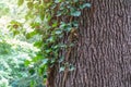 Weaving ivy on the bark of an old tree. natural texture, background, close-up Royalty Free Stock Photo