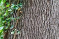 Weaving ivy on the bark of an old tree. natural texture, background, close-up Royalty Free Stock Photo