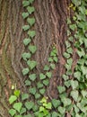 Weaving ivy on the bark of an old tree. natural texture, background, close-up. Royalty Free Stock Photo