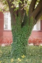 Weaving ivy on the bark of an old tree. natural texture, background, close-up. Royalty Free Stock Photo