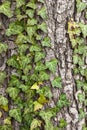 Weaving ivy on the bark of an old tree. natural texture, background, close-up. Royalty Free Stock Photo