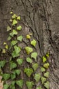 Weaving ivy on the bark of an old tree. natural texture, background, close-up. Royalty Free Stock Photo