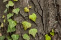 Weaving ivy on the bark of an old tree. natural texture, background, close-up. Royalty Free Stock Photo