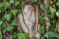 Weaving ivy on the bark of an old tree. natural texture, background, close-up. Royalty Free Stock Photo