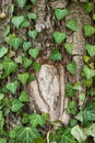 Weaving ivy on the bark of an old tree. natural texture, background, close-up. Royalty Free Stock Photo