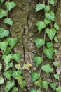 Weaving ivy on the bark of an old tree. natural texture, background, close-up. Royalty Free Stock Photo
