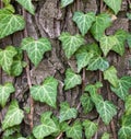 Weaving ivy on the bark of an old tree. natural texture, background, close-up. Royalty Free Stock Photo