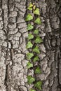 Weaving ivy on the bark of an old tree. natural texture, background, close-up. Royalty Free Stock Photo