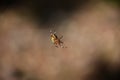 Weaving Spider on a Silken Thread in Autumn