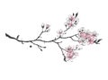 Realistic sakura japan cherry branch with blooming flowers. Royalty Free Stock Photo