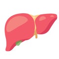 Liver illustration. Illustration of liver. Gallbladder illustration. Drawing of gallbladder