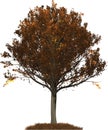 Autumn Oak tree illustration