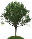 Spring Oak tree illustration