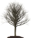 Winter Oak tree illustration