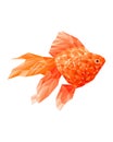 Low-poly goldfish silhouette in geometric style Royalty Free Stock Photo