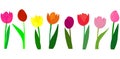 Many beautiful colorful Tulips with leaves isolated on a transparent background. Photo-realistic mesh vector illustration for any