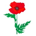 Vector composition with outline red Poppy or Papaver flower, bud and green leaves isolated on white background. Ornate red poppies Royalty Free Stock Photo