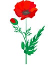 Red Poppy flower isolated on white background, vector illustration, EPS 10 Royalty Free Stock Photo