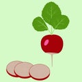 Vegetables. Vector image of a radish