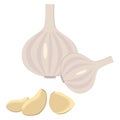 Vegetables. Vector image of garlic flat style