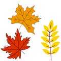 Autumn leaves or fall foliage icons. Vector isolated set of maple, oak or birch and rowan tree leaf. Royalty Free Stock Photo