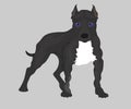 Web Image set of dogs: American Pit Bull Terrier. Vector illustration Royalty Free Stock Photo