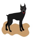 Web doberman pinscher, american doberman, pet logo, dog doberman, colored pets for design, colour illustration suitable as logo or