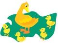 Web A wild duck with little ducks walks to the pond. A duck with small ducklings swims on the water. Cartoon illustration
