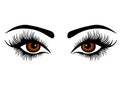 Web Vector female eyes with long lashes