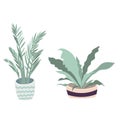 Vector houseplants illustration. Set of two vector flowers. Potted flowers in pastel colors. Vector zanzibar gem, birds and fern. Royalty Free Stock Photo