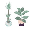 Vector houseplants illustration. Set of two vector flowers. Potted flowers in pastel colors. Vector yucca, rubber plant. Royalty Free Stock Photo