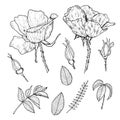 Collection of hand-drawn wild roses and leaves. Royalty Free Stock Photo