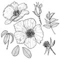 Collection of hand-drawn wild roses and leaves. Royalty Free Stock Photo