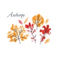 Vector autumn leaves set. Design for poster, banners, greeting cards Royalty Free Stock Photo