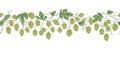 Seamless border with hops. Floral composition with hop cones, leaves and branches. Isolated elements.