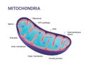 Vector diagram of Mitochondria. Cross-section view. Medical infographics. Royalty Free Stock Photo
