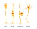 Vector Neuron Types isolated on white background Royalty Free Stock Photo