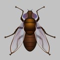 Fly, housefly vector Shiny insect. Royalty Free Stock Photo