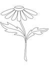 Chamomile. Garden chamomile flower with a stem and two leaves. Decorative camomile for bouquets - vector linear picture for colori