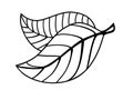 Graceful beautiful leaves - coloring. Two leaves with veinlet and petiole. Linear vector leaves element for coloring. Outline. Royalty Free Stock Photo