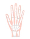 Hand bone flat vector illustration human anatomy