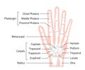Hand bone flat vector illustration human anatomy Royalty Free Stock Photo